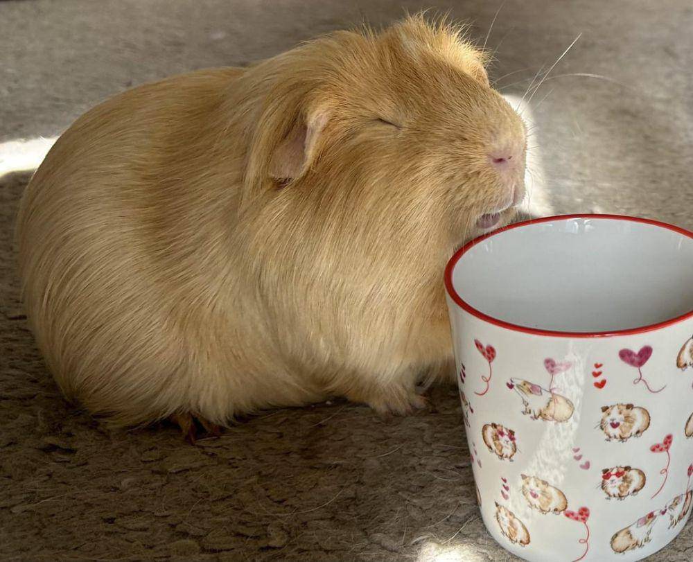 foto lucu marmut nongkrong di dekat mug (reddit.com/user/Char-char123)