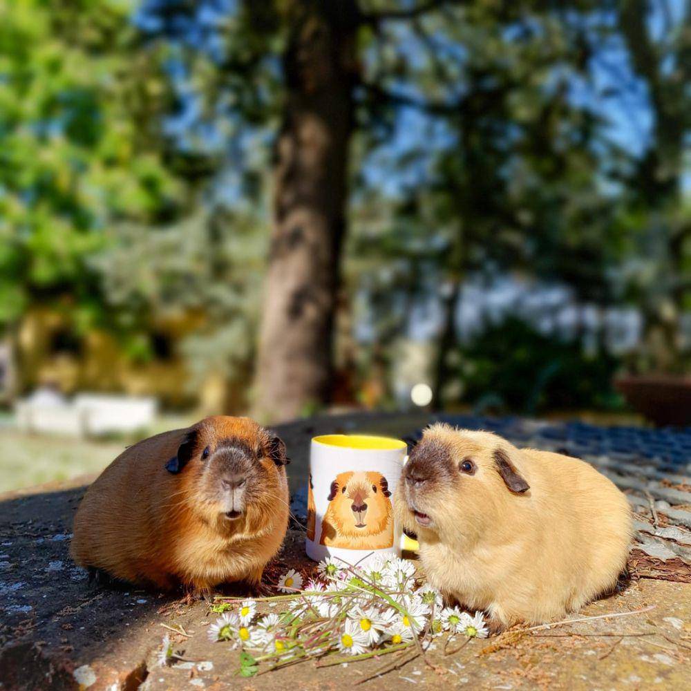 foto lucu marmut nongkrong di dekat mug (reddit.com/user/Officialpigdad)