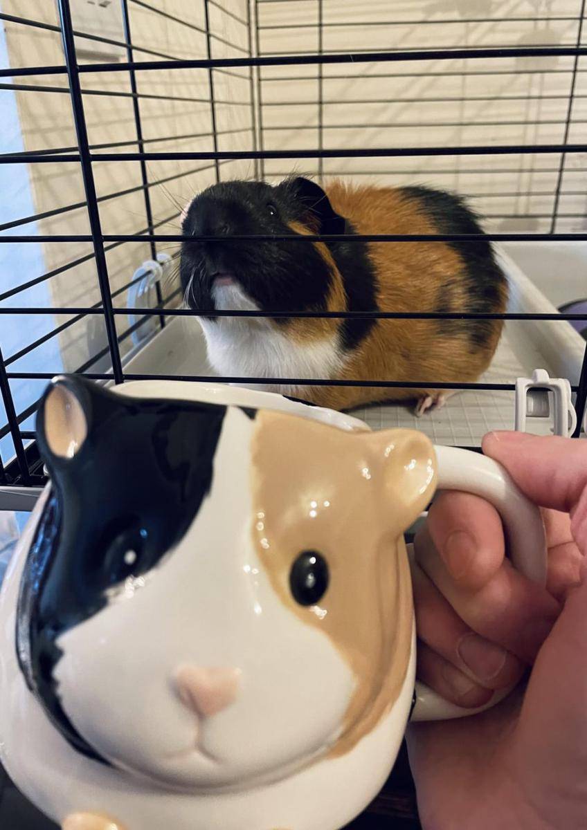 foto lucu marmut nongkrong di dekat mug (reddit.com/user/elzielou)