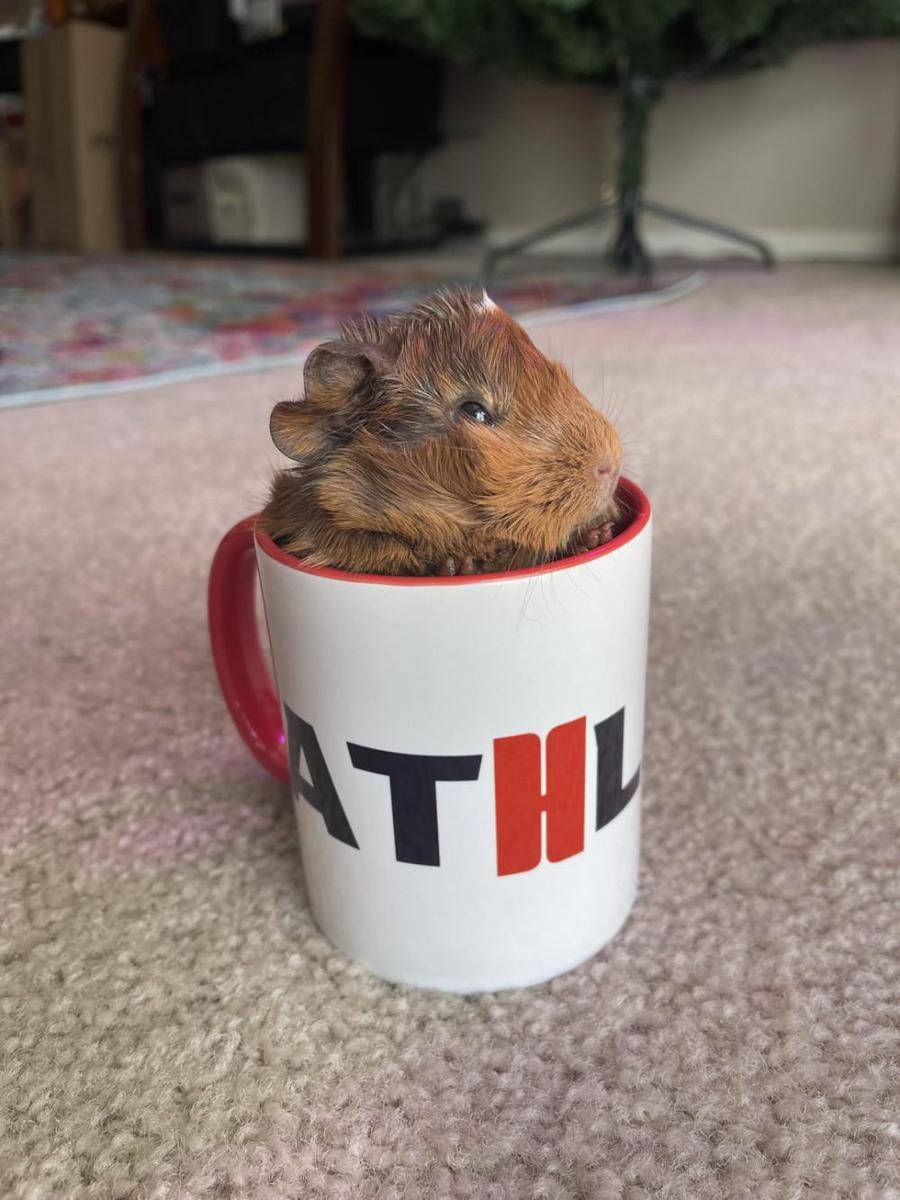 foto lucu marmut nongkrong di dekat mug (reddit.com/user/coachkatiedanger)