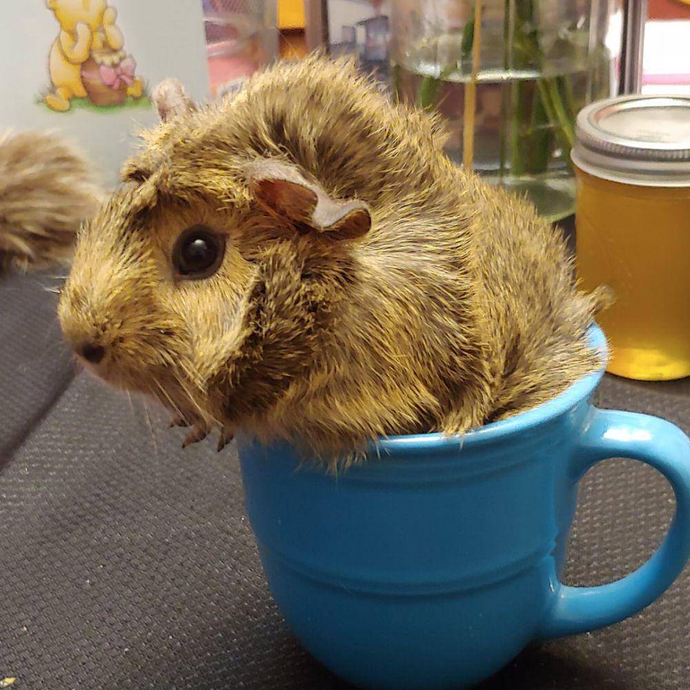 foto lucu marmut nongkrong di dekat mug (reddit.com/user/ktweaver)