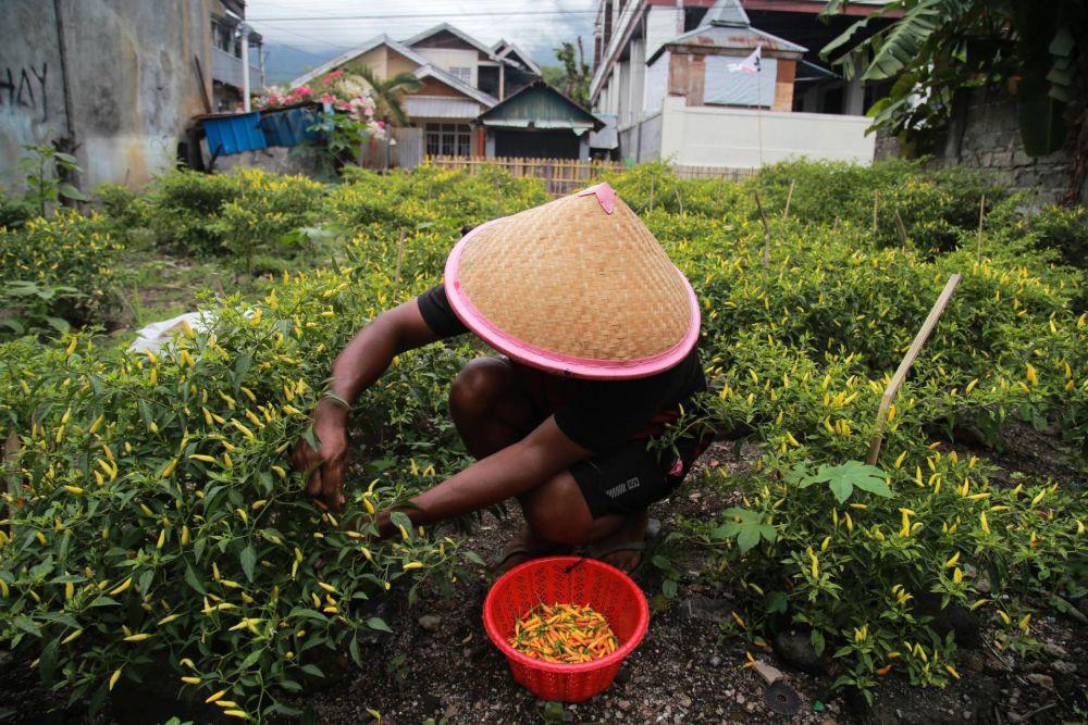 Ilustrasi petani cabai (ANTARA FOTO/Andri Saputra)