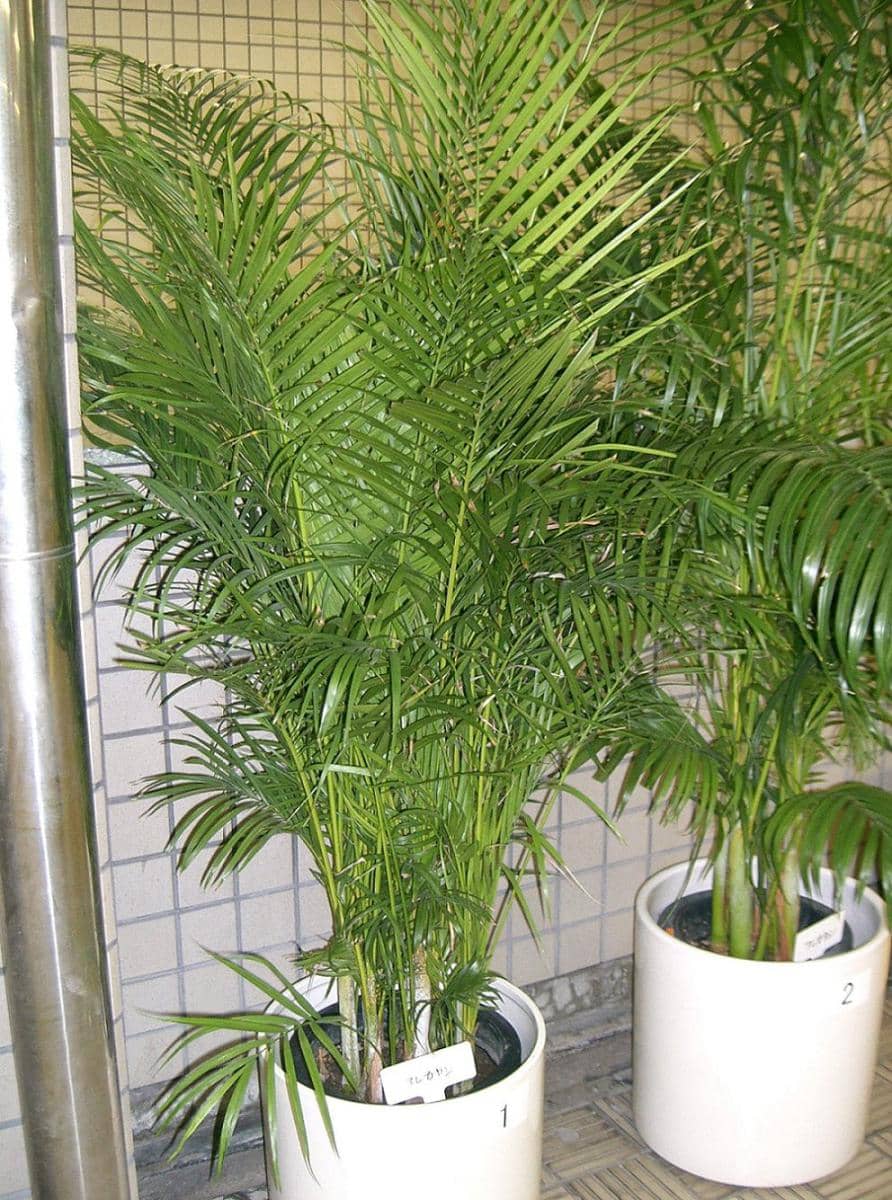 ilustrasi tanaman dypsis lutescens (commons.wikimedia.org/KENPEI)