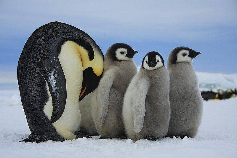 induk penguin kaisar bersama ketiga anaknya (commons.wikimedia.org/Dafna Ben nun)