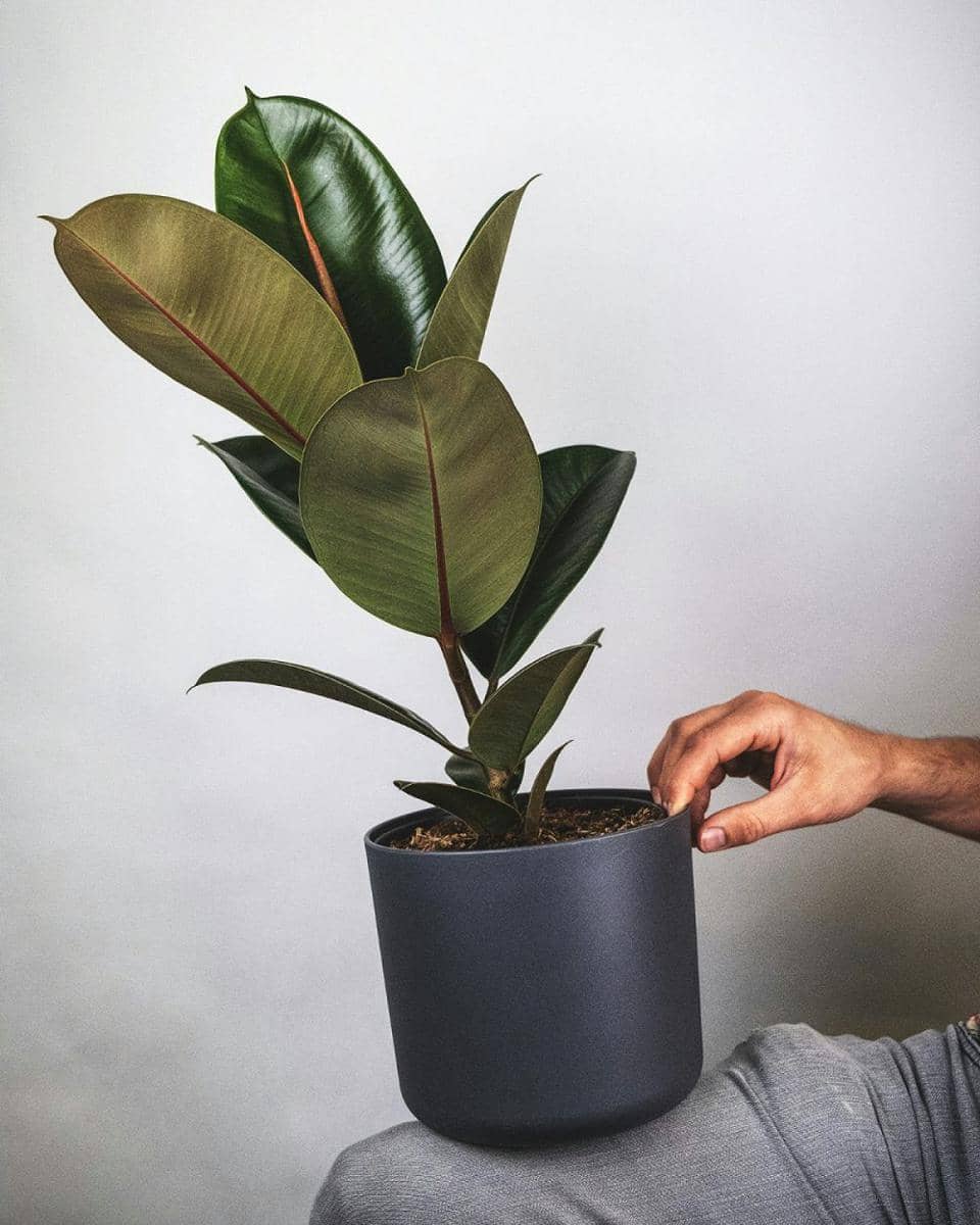 ilustrasi pohon karet (unsplash.com/feey)