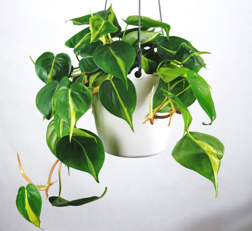 ilustrasi tanaman Philodendron (unsplash.com/feey)