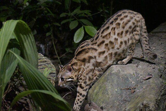 Kucing bakau (commons.wikimedia.org/Joycewikiwiki)