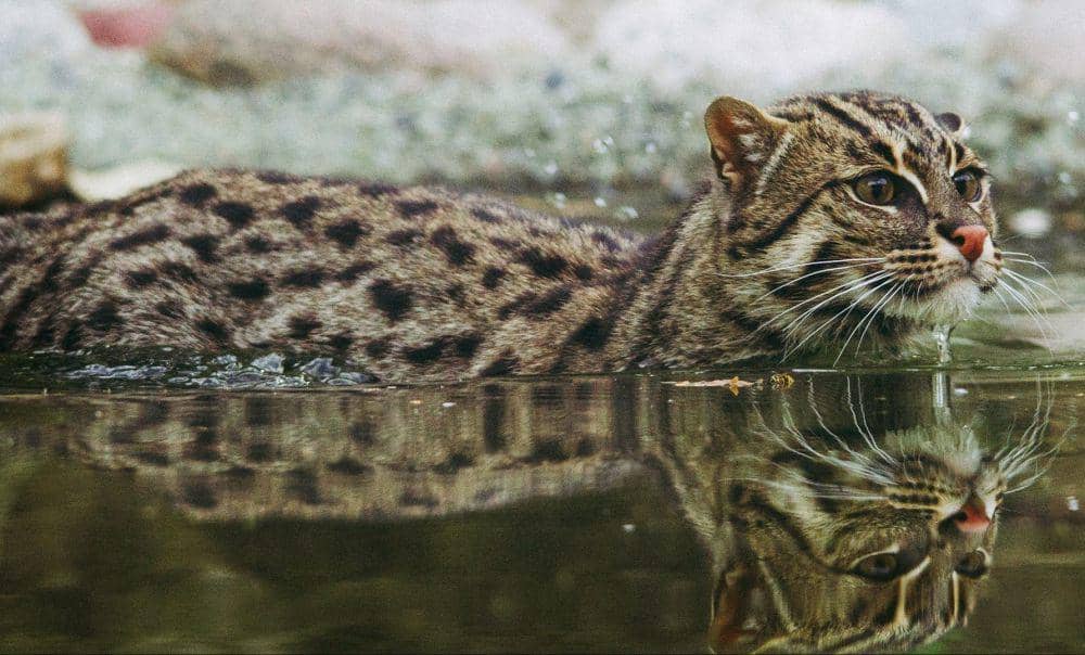 Kucing bakau berenang (www.fairplanet.org)