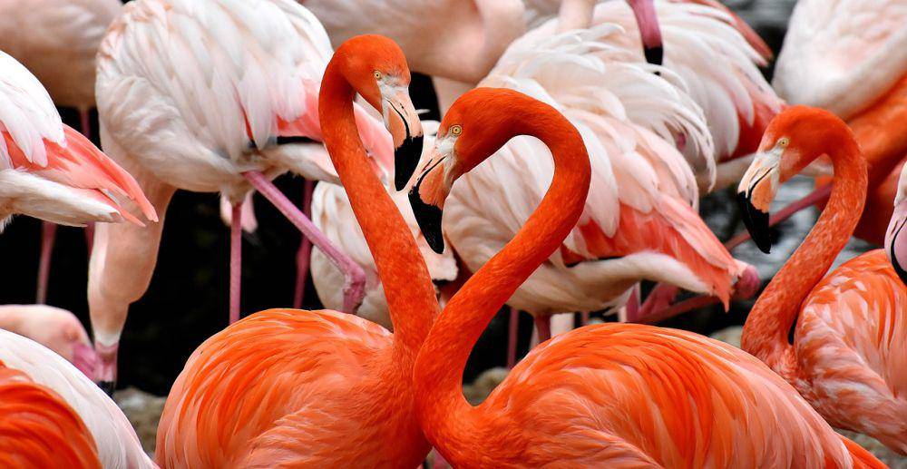 sepasang burung flamingo di dalam koloni (pixabay.com/alexas_fotos-686414)