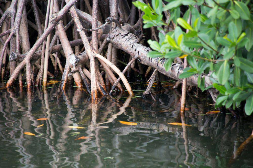 ilustrasi akar mangrove (pexels.com/Florida-Guidebook.com)