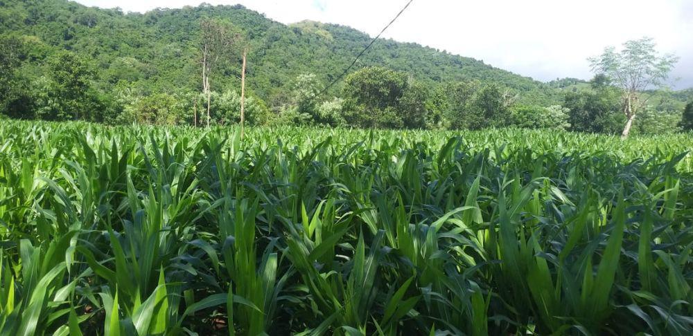 Lahan jagung yang dijaga oleh tersangka SD (Dok/Istimewa)