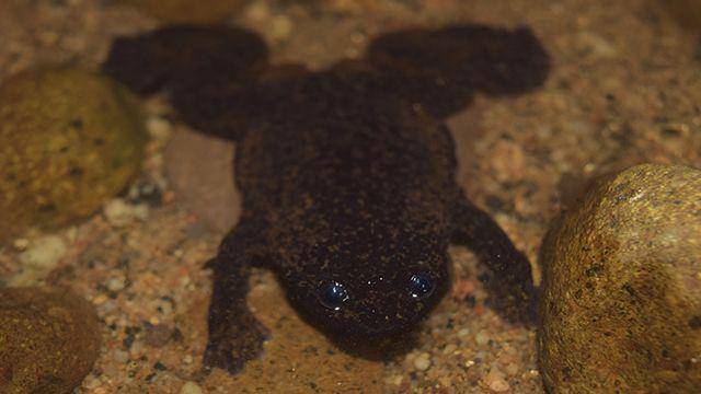 Katak kepala pipih Kalimantan (dok. iucnredlist.org)