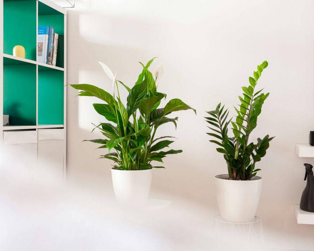ilustrasi tanaman spathiphyllum (unsplash.com/Katka Pavlickova)
