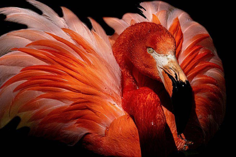 burung flamingo berwarna merah merona (unsplash.com/mana5280)