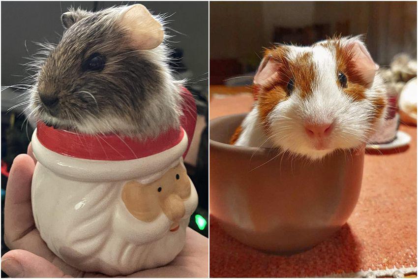 10 Foto Lucu Marmut Nongkrong di Dekat Mug, Gemas!