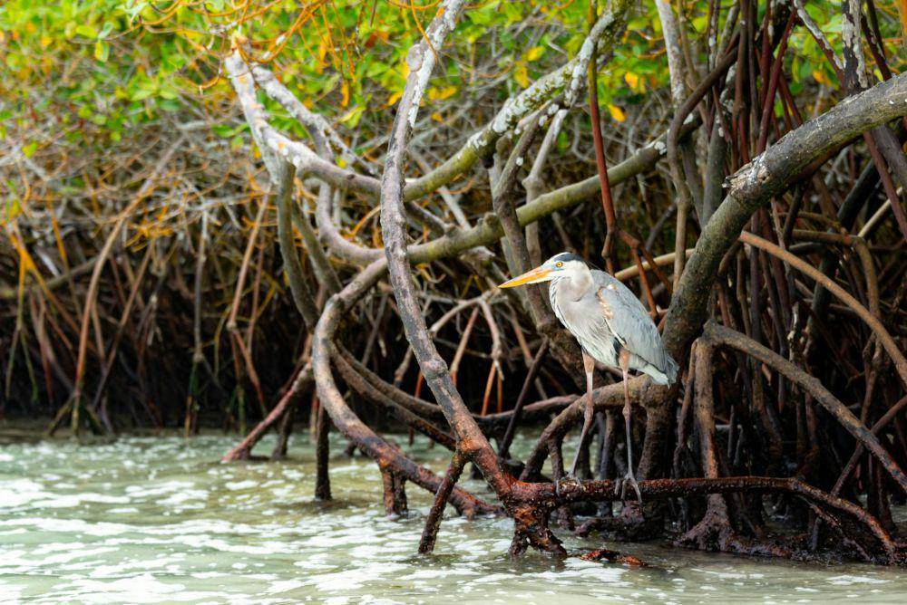 ilustrasi akar tunjang mangrove (pexels.com/Diego F. Parra)