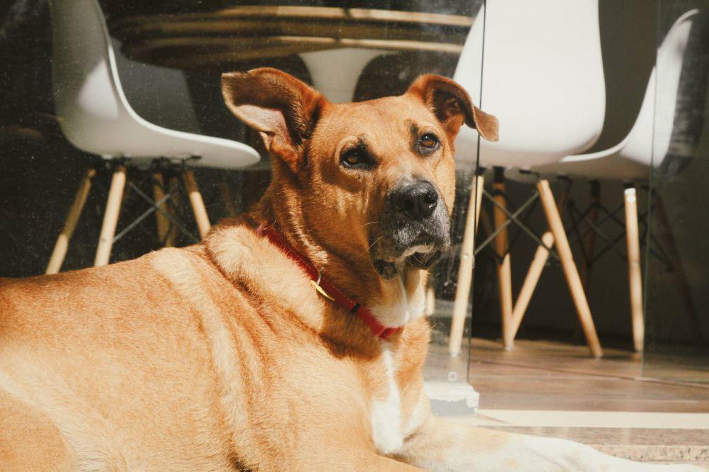 5 Kafe Pet Friendly di Jakarta Selatan, Nongkrong Makin Seru!
