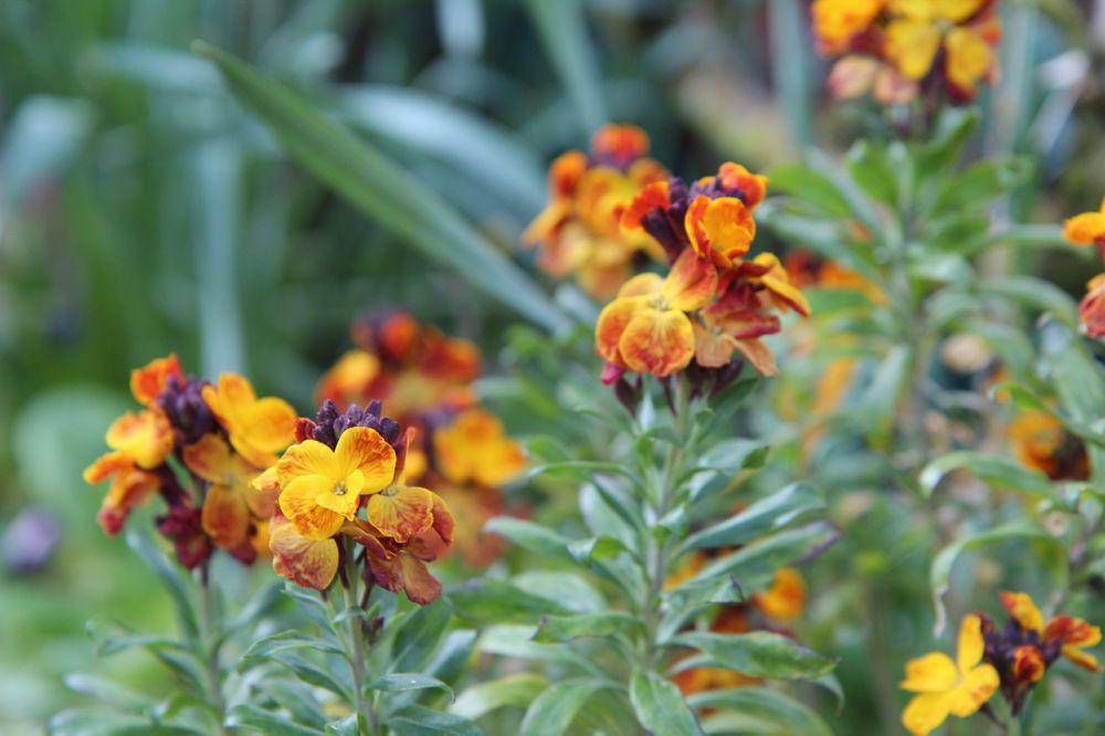 Bunga wallflower kuning coklat kemerahan (pixabay.com/Etienne-F59)