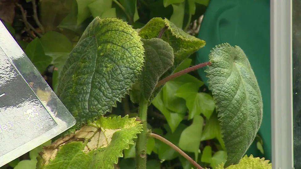 daun pohon gympie-gympie (dok. bbc.com)
