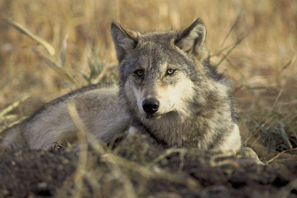 ilustrasi gray wolf (flickr.com/US Fish and Wildlife Services)
