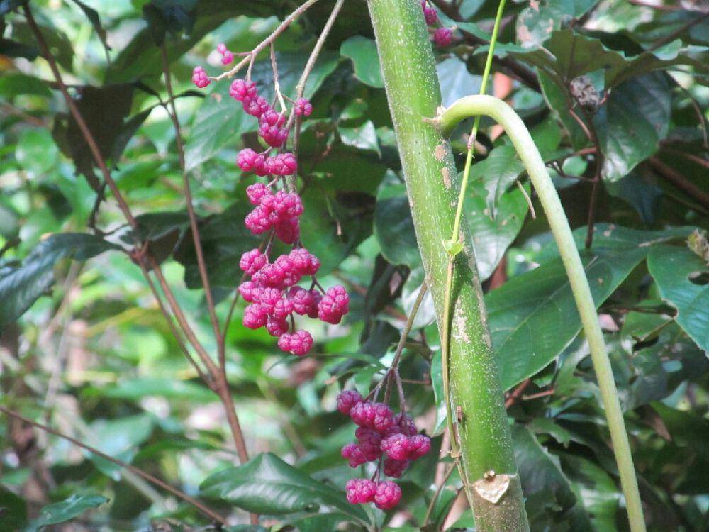 buah gympie-gympie (commons.wikimedia.org/Samuel Martin)