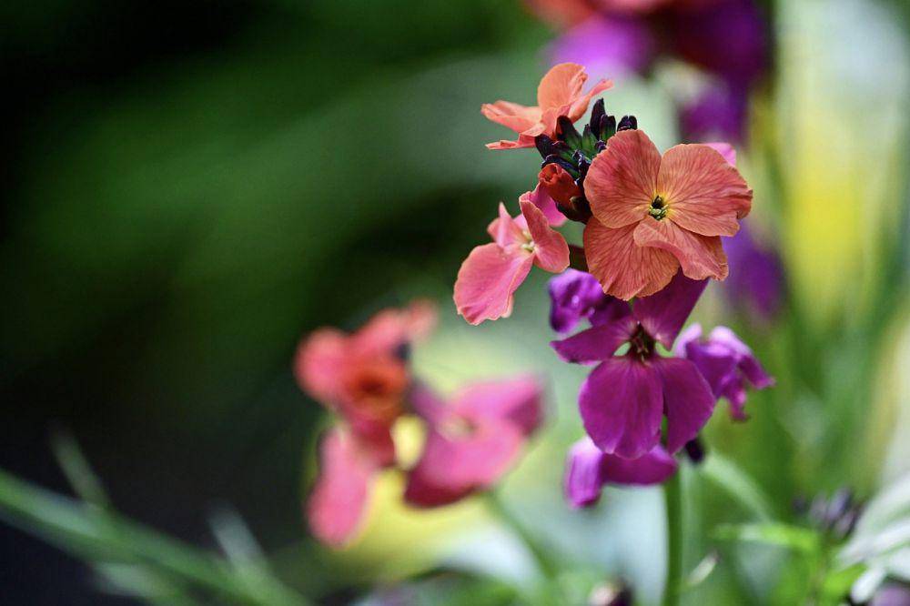 Bunga wallflower ungu dan merah muda (pixabay.com/mariya_m)