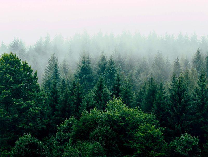 ilustrasi hutan (unsplash.com/Filip Zrnzević)