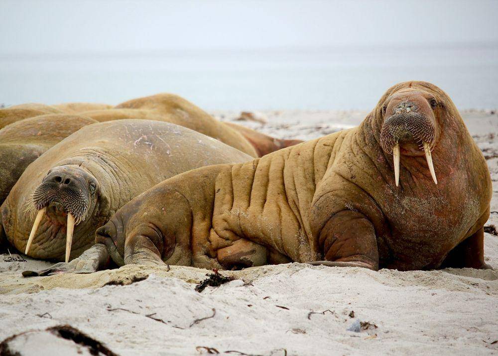ilustrasi walrus (unsplash.com/Jay Ruzesky)