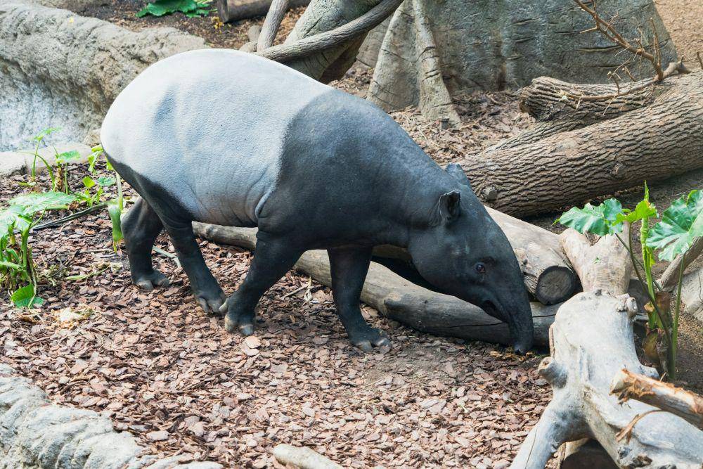 ilustrasi tapir (unsplash.com/Jeffrey Hamilton)