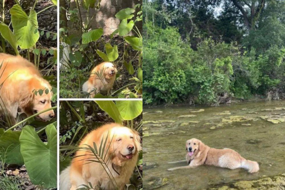 8 Potret Tingkah Kocak Golden Retriever saat Main di Alam, Ceria!