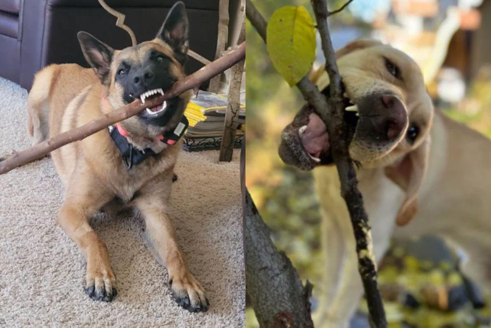 8 Aksi Kocak Anjing Mengigit Ranting Pohon, Heboh dan Ribet Sendiri