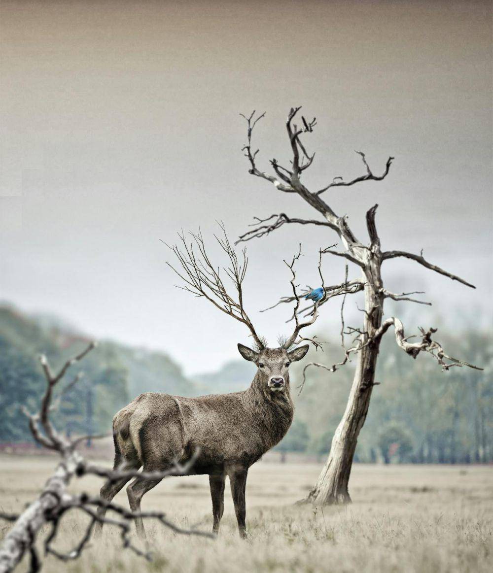 ilustrasi rusa (pexels.com/pixabay)