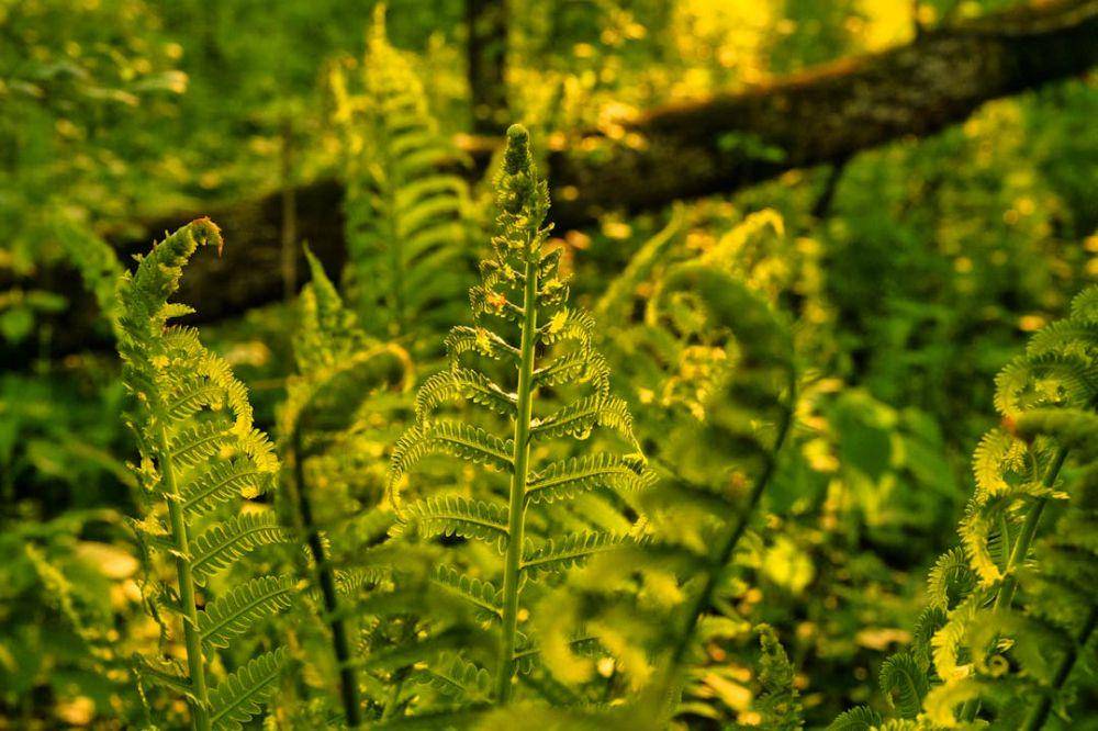 daun pakis (pexels.com/Tom Fisk)