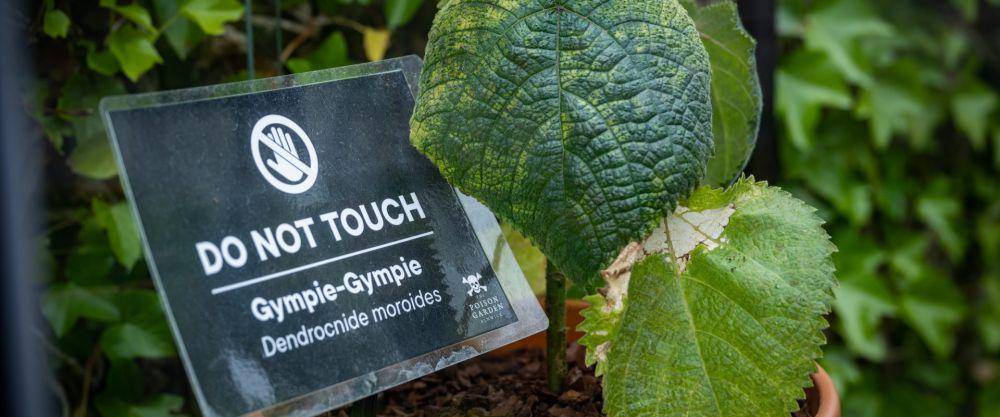 daun pohon gympie-gympie (dok. alnwickgarden.com)