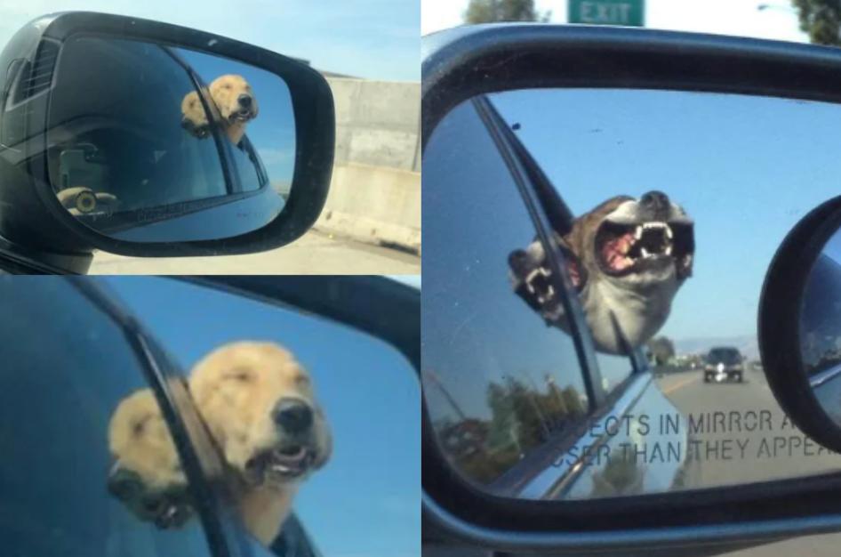 8 Potret Kocak Anjing Menikmati Perjalanan dari Pantulan Spion Mobil