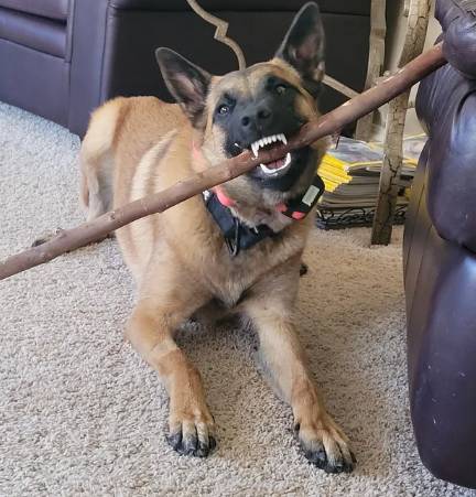 potret anjing menggigit ranting pohon (reddit.com/savemysoul27)