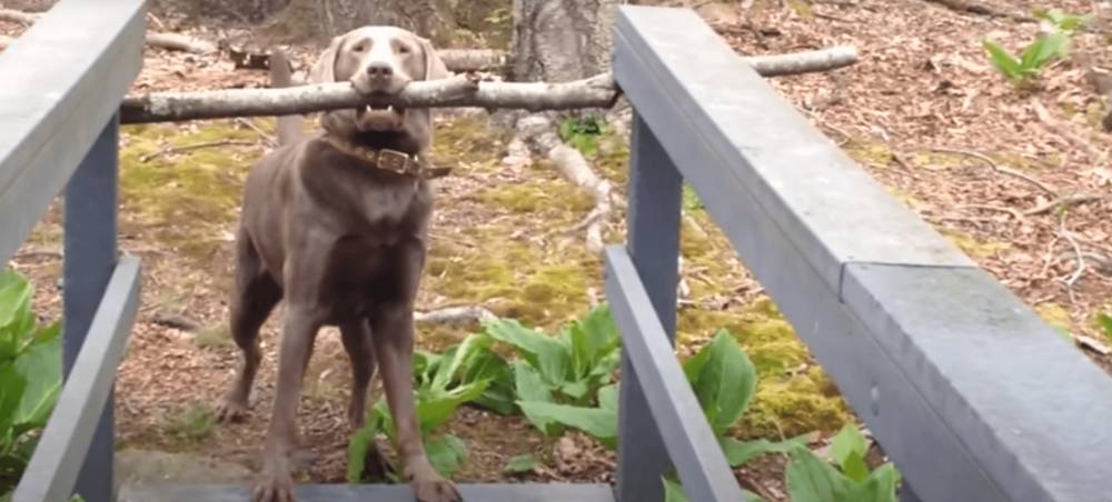 potret anjing menggigit ranting pohon (reddit.com/Just_Post_The_Video_)