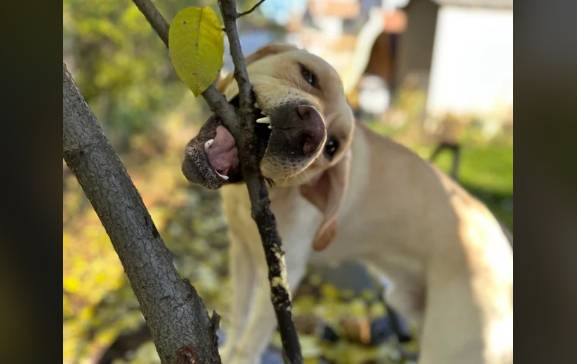 potret anjing menggigit ranting pohon (reddit.com/riverotterswirl)