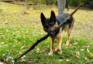 potret anjing menggigit ranting pohon (reddit.com/BalanceAppropriate35)
