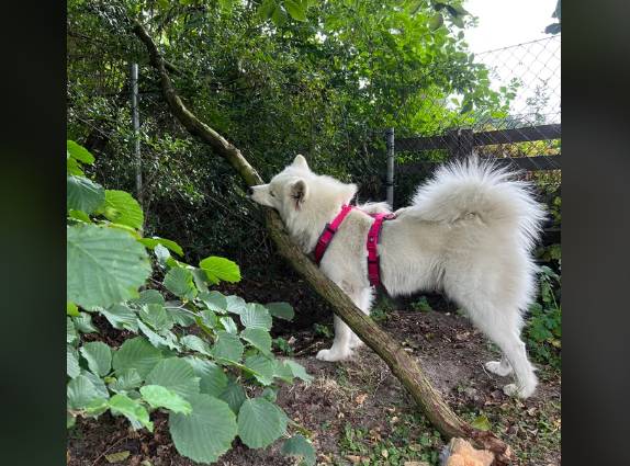 potret anjing menggigit ranting pohon (reddit.com/Agitated_Signature62)