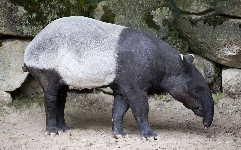 ilustrasi tapir (commons.m.wikimedia.org/Diego Delso)