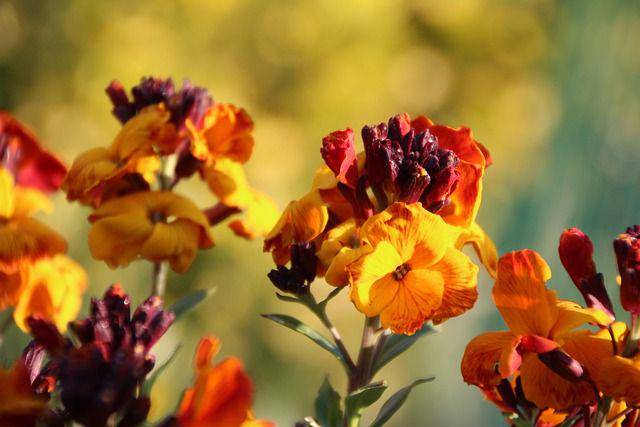 Bunga wallflower kuning terkena sinar matahari (pixabay.com/Etienne-F59)