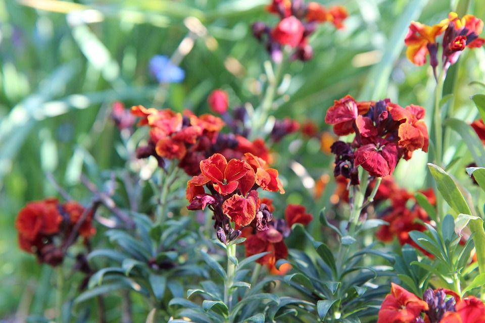 Beberapa bunga wallflower kuning kemerahan (pixabay.com/Etienne-F59)