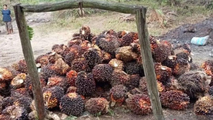 Harga TBS Sawit di Sumut Menyentuh Angka Rp2.930 Per Kilogram