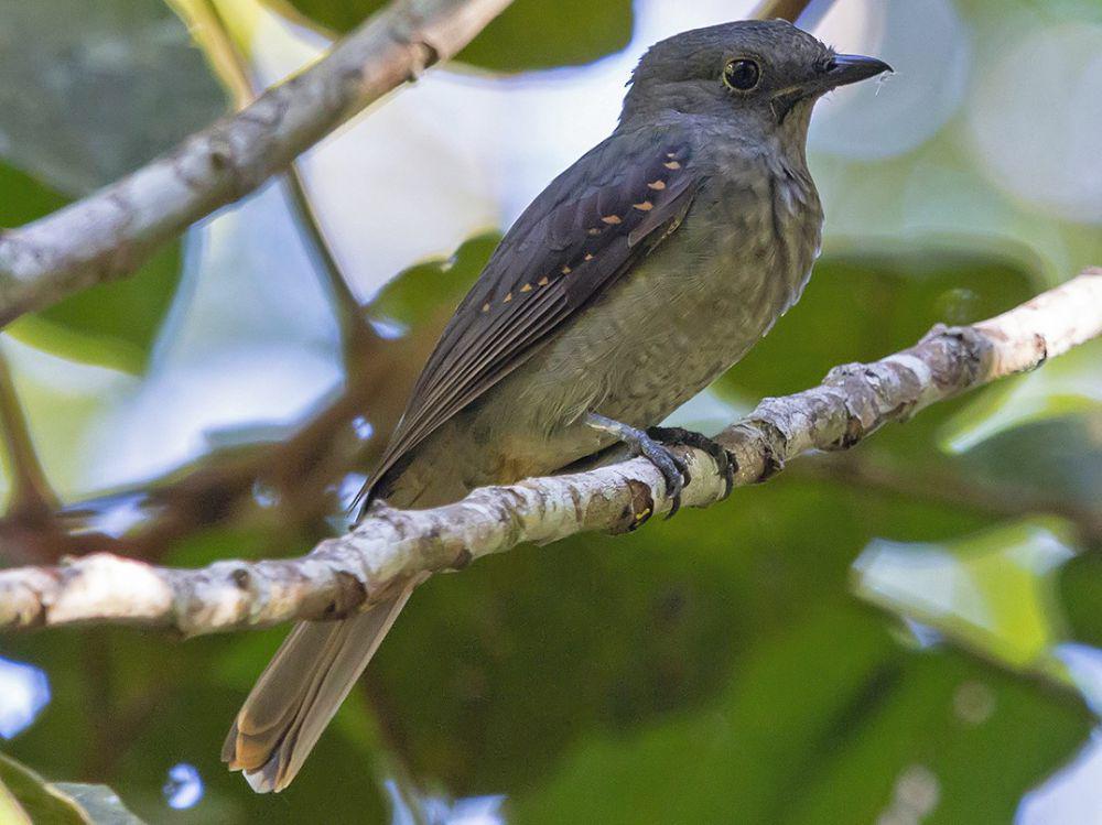 5 Fakta Unik Burung Cinereous Mourner, Bisa Menyamar Menjadi Ulat