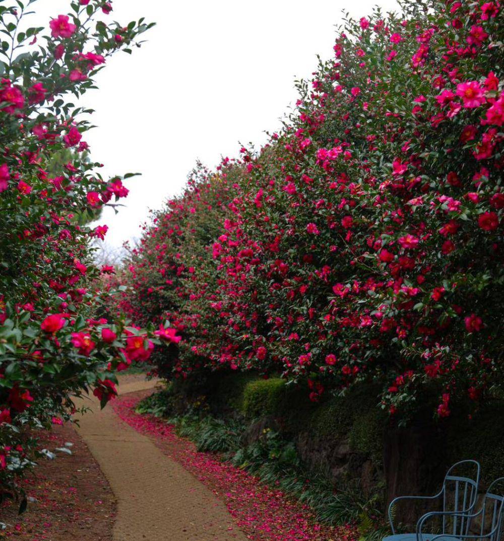Camellia Hill, Jeju (instagram.com/camelliahilljeju)