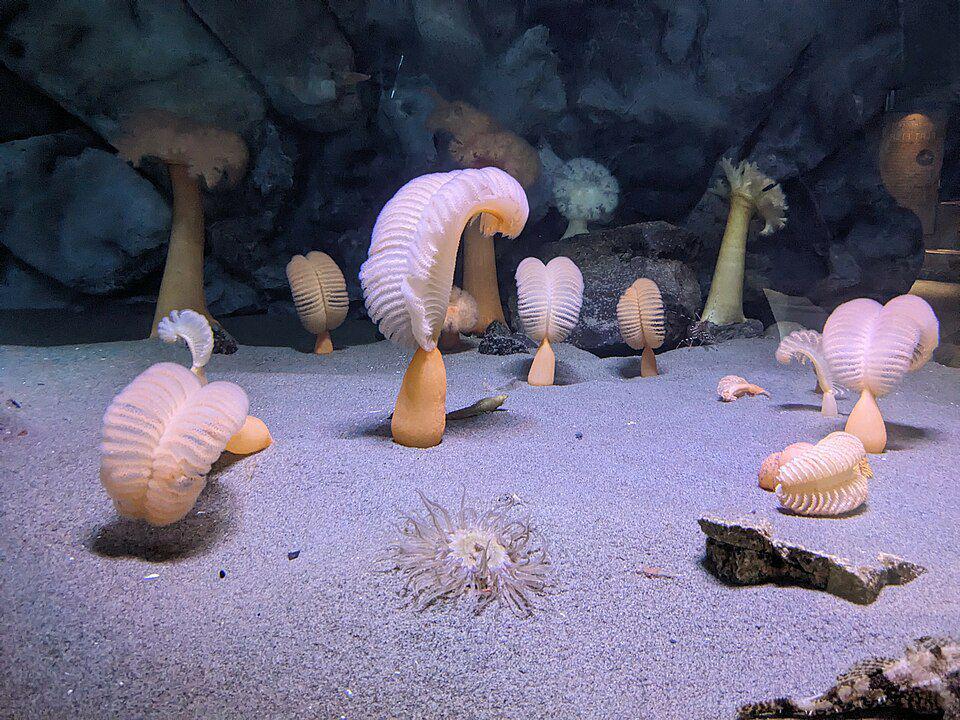 5 Fakta Pena Laut, Makhluk Air yang Berbentuk Menyerupai Pena Bulu