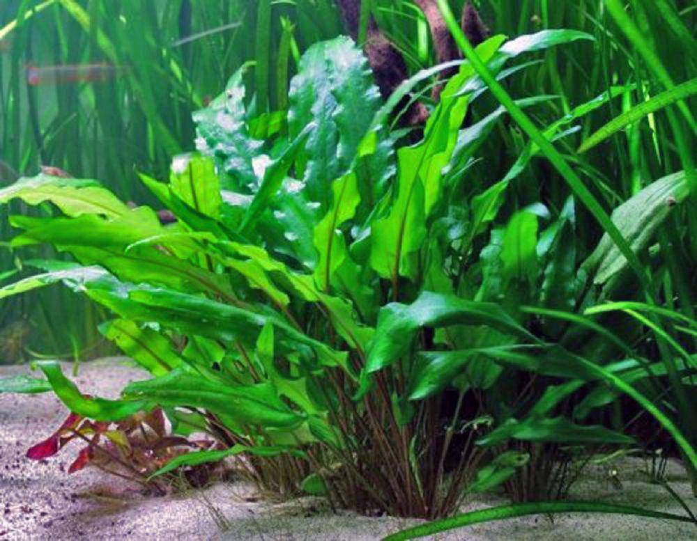 potret tanaman cryptocoryne (commons.wikimedia.org/Tommy Kronkvist)