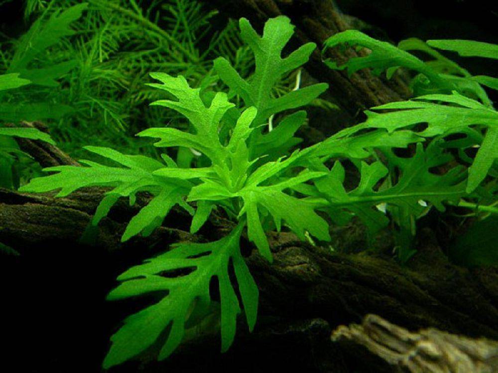 potret tanaman water wisteria (commons.wikimedia.org/en:User:Tsunamicarlos)
