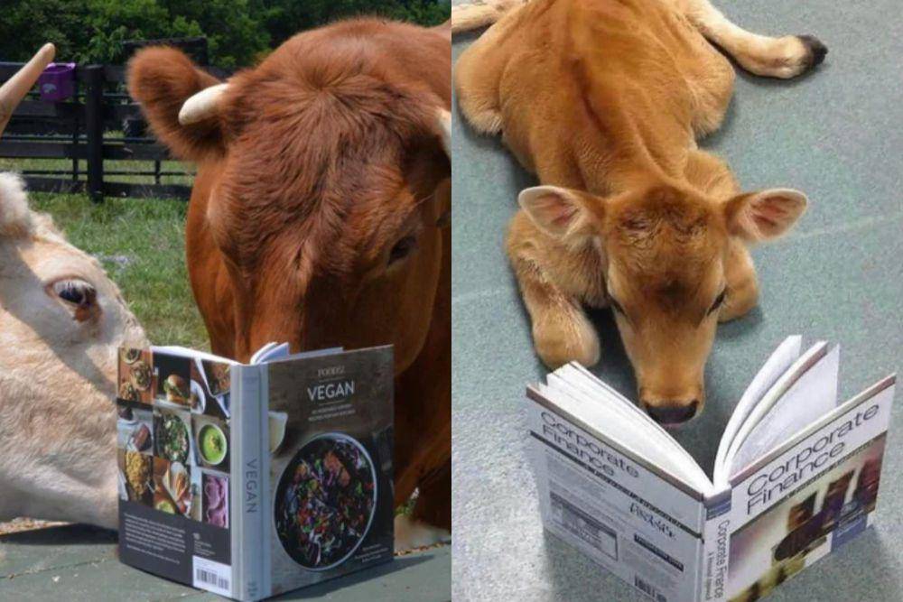 kolase potret lucu sapi belajar membaca (reddit.com/lnfinity I instagram.com/disturbingzone)